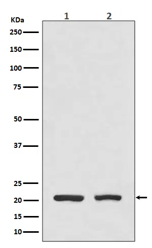 DHFR Rabbit Monoclonal Antibody - Size: 50µl