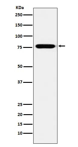 KIF3A Rabbit Monoclonal Antibody - Size: 50µl