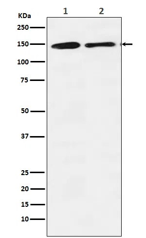 mSin3A Rabbit Monoclonal Antibody - Size: 100µl