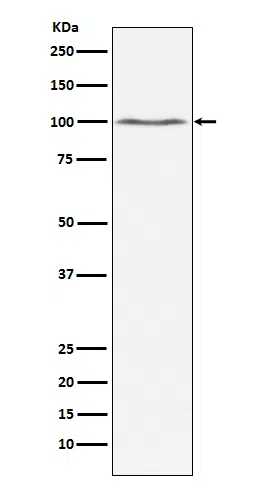 Dynamin 2 Rabbit Monoclonal Antibody - Size: 50µl