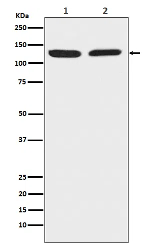 Chromogranin B Rabbit Monoclonal Antibody - Size: 100µl