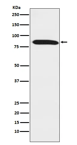 Dynein intermediate chain 1 Rabbit Monoclonal Antibody - Size: 50µl