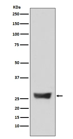 NDUFS3 Rabbit Monoclonal Antibody - Size: 50µl