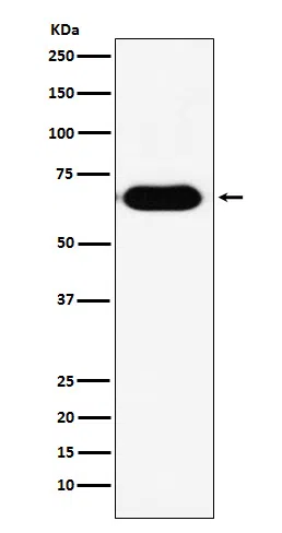 RNF8 Rabbit Monoclonal Antibody - Size: 50µl