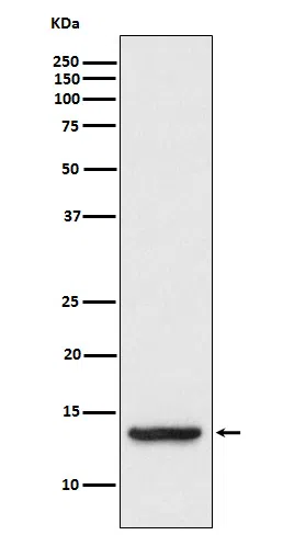 TAX1BP3 Rabbit Monoclonal Antibody - Size: 50µl