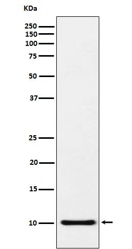 RANTES(CCL5) Rabbit Monoclonal Antibody - Size: 100µl