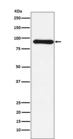 Cullin1 Rabbit Monoclonal Antibody - Size: 50µl