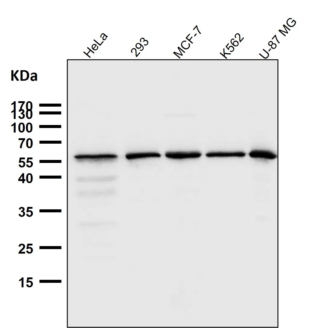 FTO Rabbit Monoclonal Antibody - Size: 50µl