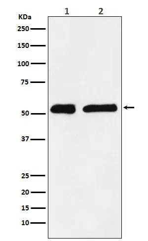 KPNA2 Rabbit Monoclonal Antibody - Size: 50µl