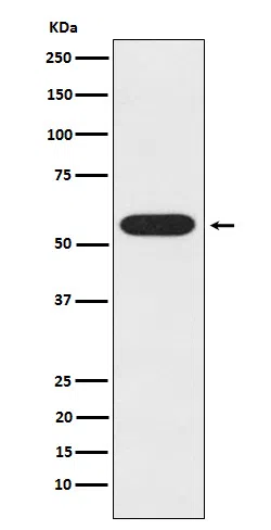 UAP1 Rabbit Monoclonal Antibody