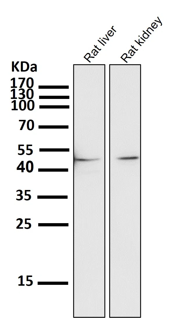WDR4 Rabbit Monoclonal Antibody - Size: 100µl