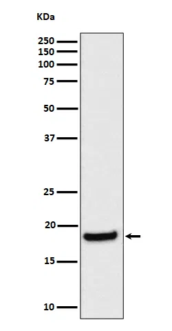 eIF1A Rabbit Monoclonal Antibody - Size: 100µl