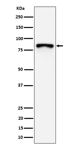 MS4A14 Rabbit Monoclonal Antibody - Size: 50µl