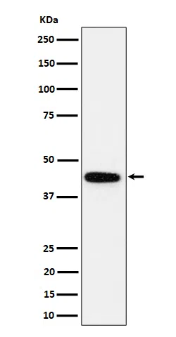 GALT Rabbit Monoclonal Antibody