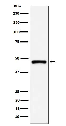 PSMC5 Rabbit Monoclonal Antibody - Size: 50µl