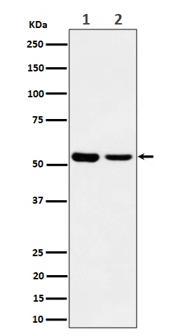 AAMP Rabbit Monoclonal Antibody - Size: 50µl