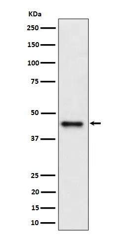 DAZAP1 Rabbit Monoclonal Antibody - Size: 100µl