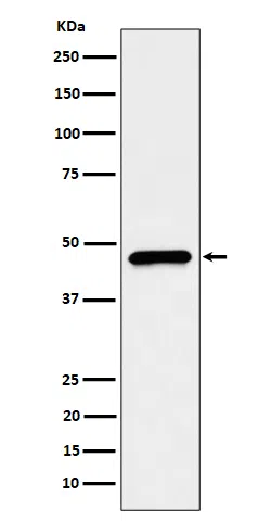 CECR5 Rabbit Monoclonal Antibody - Size: 50µl