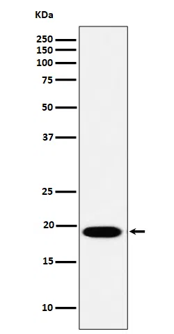 MSRB3 Rabbit Monoclonal Antibody - Size: 50µl