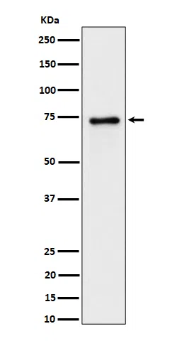 PTPRR Rabbit Monoclonal Antibody
