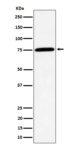 PPM1G Rabbit Monoclonal Antibody