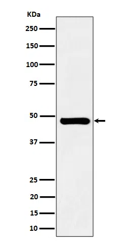 SNX5 Rabbit Monoclonal Antibody - Size: 100µl