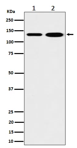 MYO1B Rabbit Monoclonal Antibody - Size: 50µl