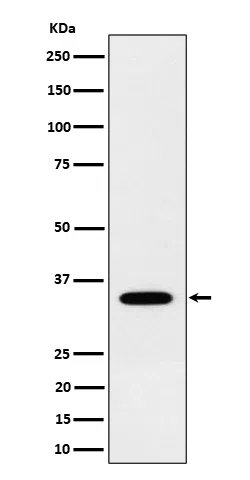 NTH1 Rabbit Monoclonal Antibody - Size: 50µl