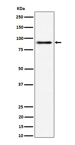 ACAP2 Rabbit Monoclonal Antibody - Size: 100µl