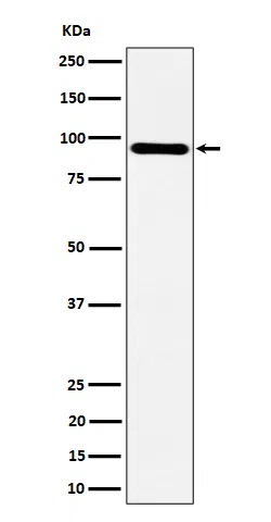 TNS4 Rabbit Monoclonal Antibody - Size: 50µl