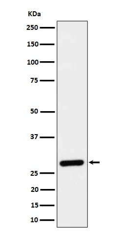 CLIC4 Rabbit Monoclonal Antibody - Size: 100µl