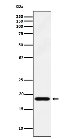 EMC4 Rabbit Monoclonal Antibody