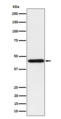 Homer 1 Rabbit Monoclonal Antibody - Size: 50µl