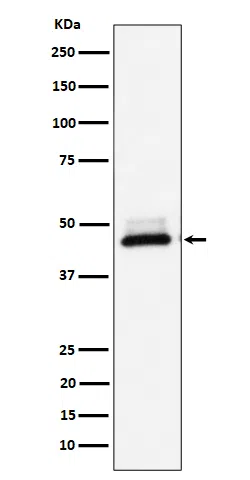 DNAJA4 Rabbit Monoclonal Antibody - Size: 100µl