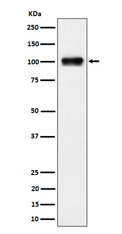 Nesprin 3 Rabbit Monoclonal Antibody - Size: 50µl