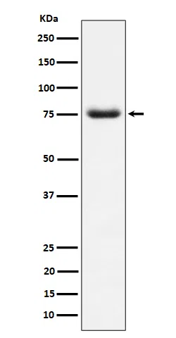 PWP1 Rabbit Monoclonal Antibody