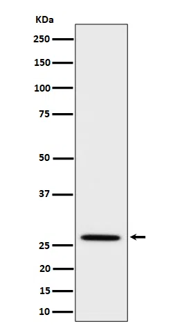 Adiponectin Rabbit Monoclonal Antibody