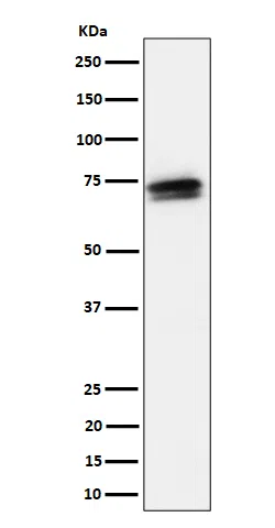 SSX2IP Rabbit Monoclonal Antibody - Size: 100µl