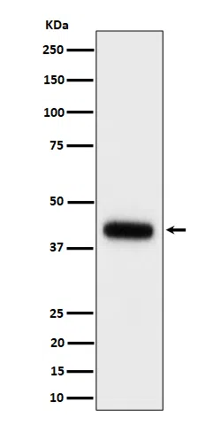 Clusterin Rabbit Monoclonal Antibody - Size: 100µl