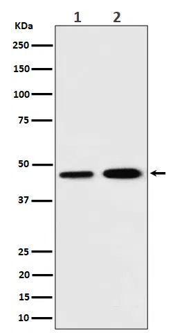 TIM44 Rabbit Monoclonal Antibody - Size: 100µl