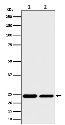 RPS8 Rabbit Monoclonal Antibody - Size: 100µl