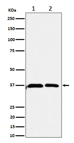 Serine racemase Rabbit Monoclonal Antibody - Size: 100µl