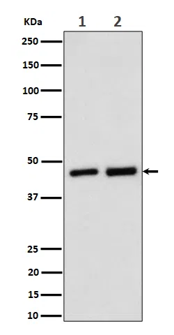 Annexin A7 Rabbit Monoclonal Antibody - Size: 100µl