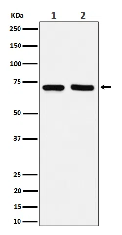 PREPL Rabbit Monoclonal Antibody - Size: 100µl