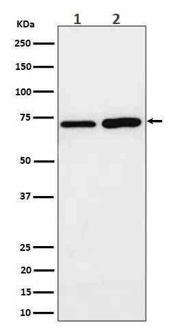 PREPL Rabbit Monoclonal Antibody