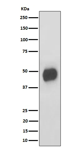 CD147 Rabbit Monoclonal Antibody - Size: 50µl