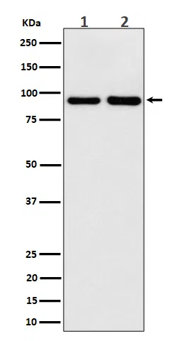 CSDE1 Rabbit Monoclonal Antibody - Size: 50µl