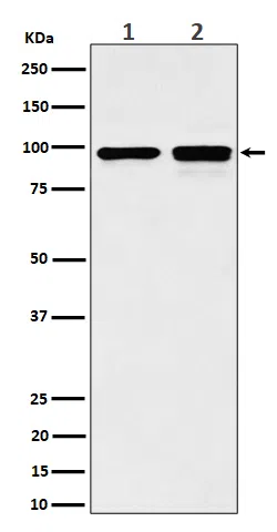 MCM6 Rabbit Monoclonal Antibody