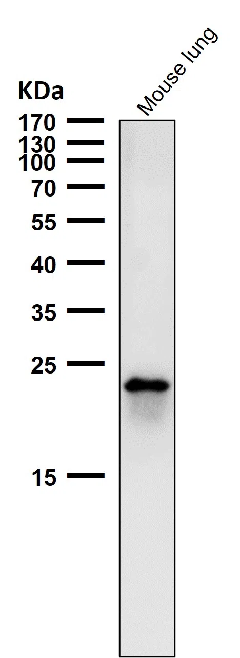 RAB22A Rabbit Monoclonal Antibody - Size: 50µl