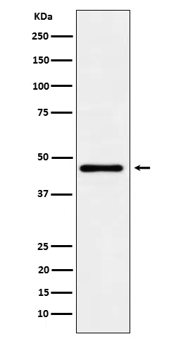 Lunatic Fringe Rabbit Monoclonal Antibody - Size: 50µl